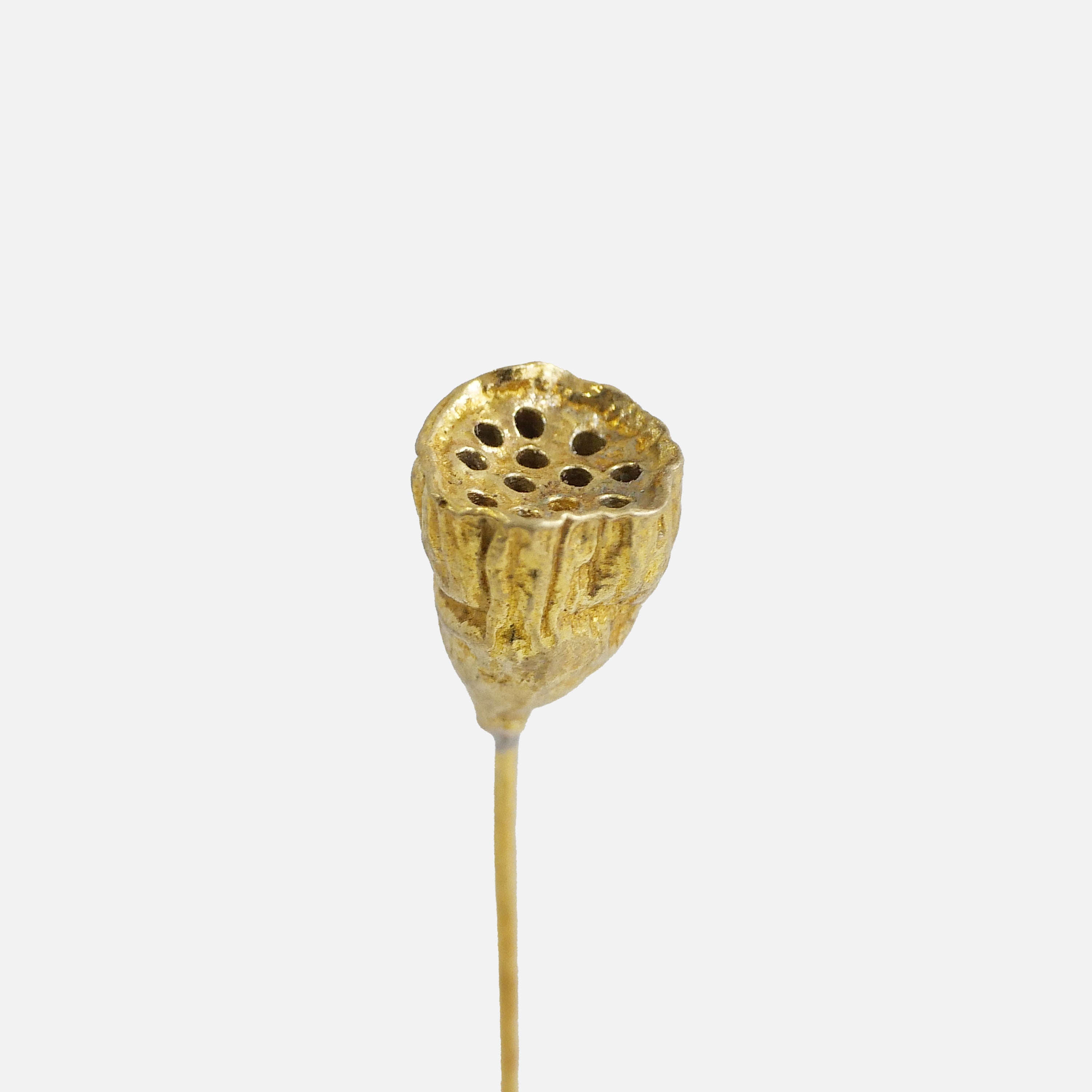 LOTUS POD ハスの実オブジェ